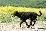 BEAUCERON 818